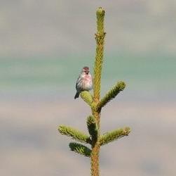 Common Redpoll