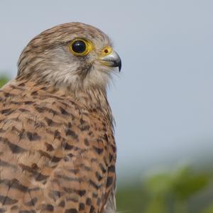 Common Kestrel