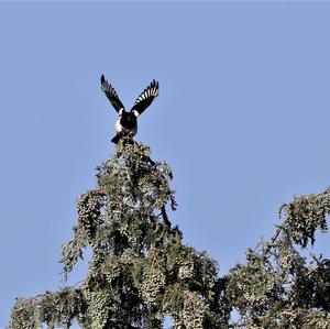 Black-billed Magpie