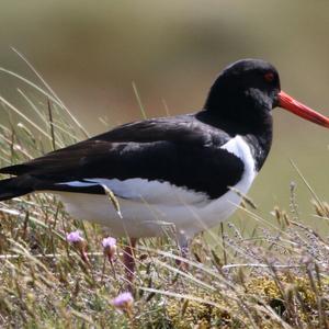 Eurasian Oystercatcher