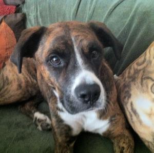 Unknown Breed