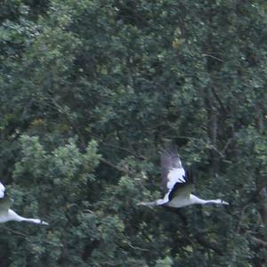 Common Crane