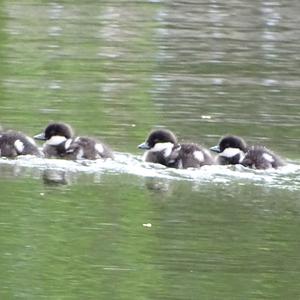 Common Goldeneye