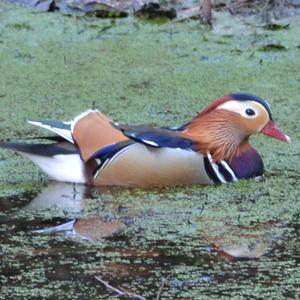 Mandarin Duck