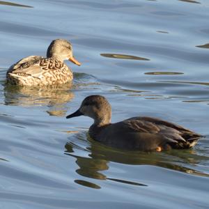 Gadwall