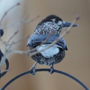 Spotted Nutcracker