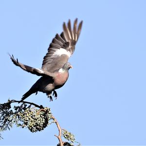 Common Wood-pigeon