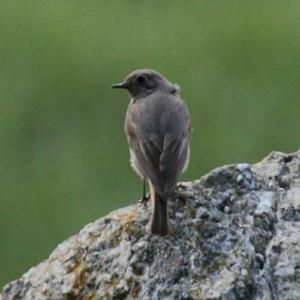 Black Redstart