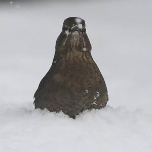 Eurasian Blackbird