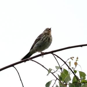 Tree Pipit