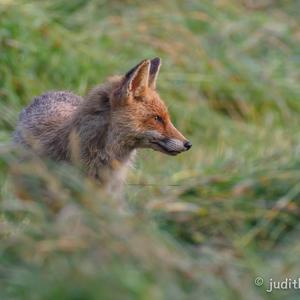 Red Fox