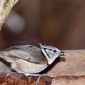 Crested Tit