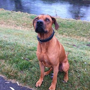 Rhodesian Ridgeback