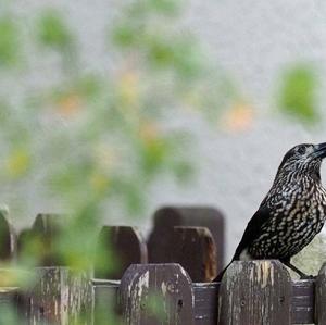 Spotted Nutcracker