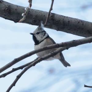 Crested Tit