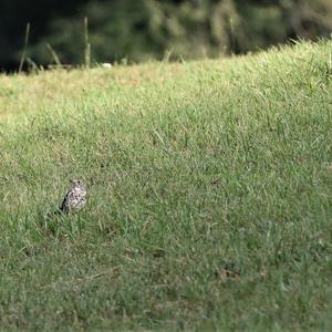 Mistle Thrush