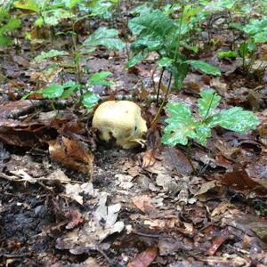 Pigskin Poison Puffball