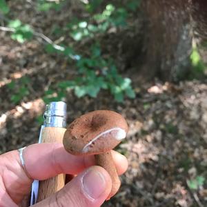 Oak Milk Cap