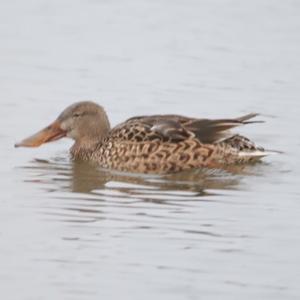 Northern Shoveler