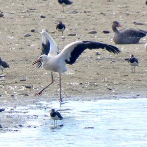 White Stork