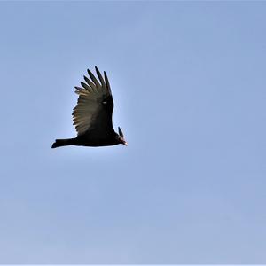 Turkey Vulture