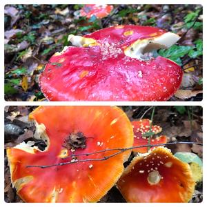 Fly Agaric