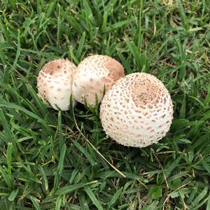 Parasol Mushroom