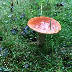 Orange Birch Bolete