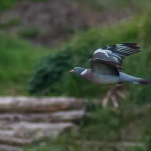 Stock Dove