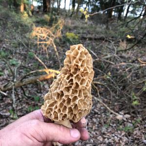 Yellow Morel