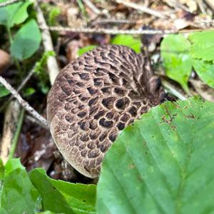 Shingled Hedgehog