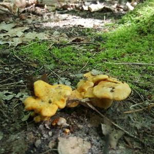 Chanterelle, Common