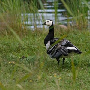 Barnacle Goose