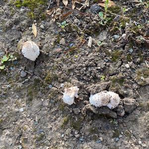 Shaggy Mane