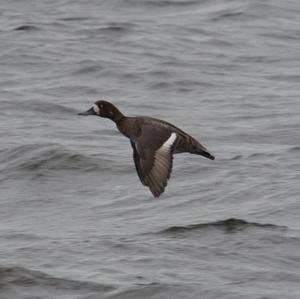 Lesser Scaup