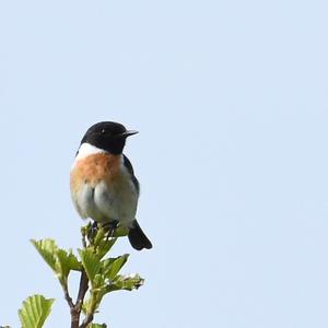 European stonechat