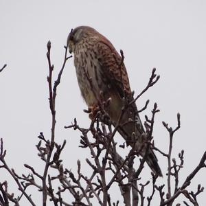 Common Kestrel