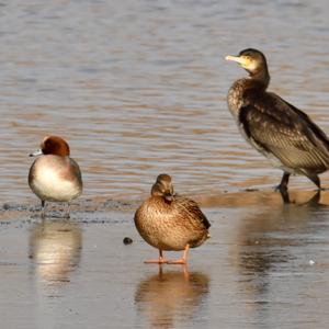 Eurasian Wigeon