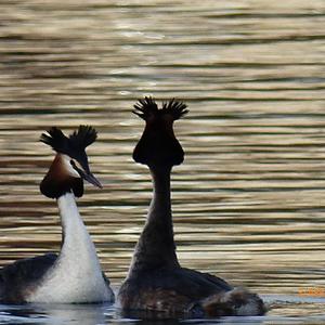 Great Crested Grebe