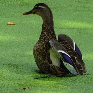 Mallard