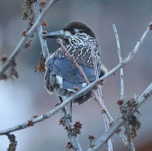 Spotted Nutcracker