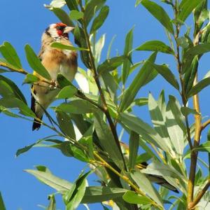 European Goldfinch