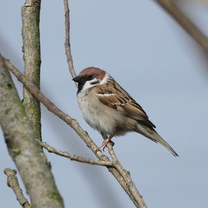 Eurasian Tree Sparrow