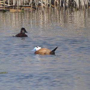 White-headed Duck