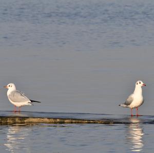 Black-headed Gull