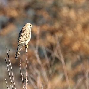 Common Kestrel