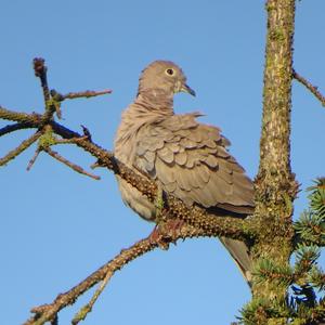 Eurasian Collared-dove