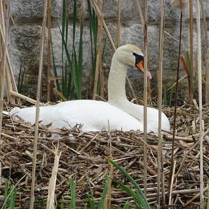 Mute Swan