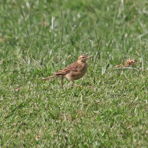 Paddyfield Pipit