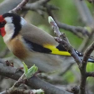 European Goldfinch